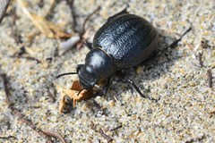 Pimelia angusticollis