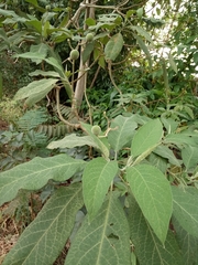 Solanum granulosoleprosum