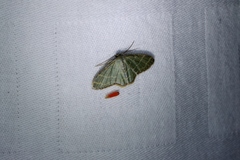 Lophophleps triangularis