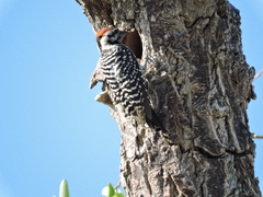 Dryobates scalaris