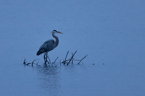 Great Blue Heron photographed in Nebraska