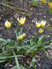 Tulipa urumiensis