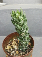 Haworthiopsis