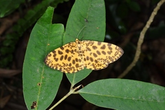 Epobeidia tigrata tigrata