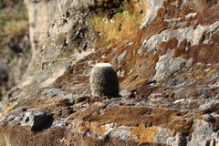 Mammillaria spinosissima spinosissima