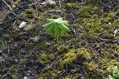Podophyllum peltatum