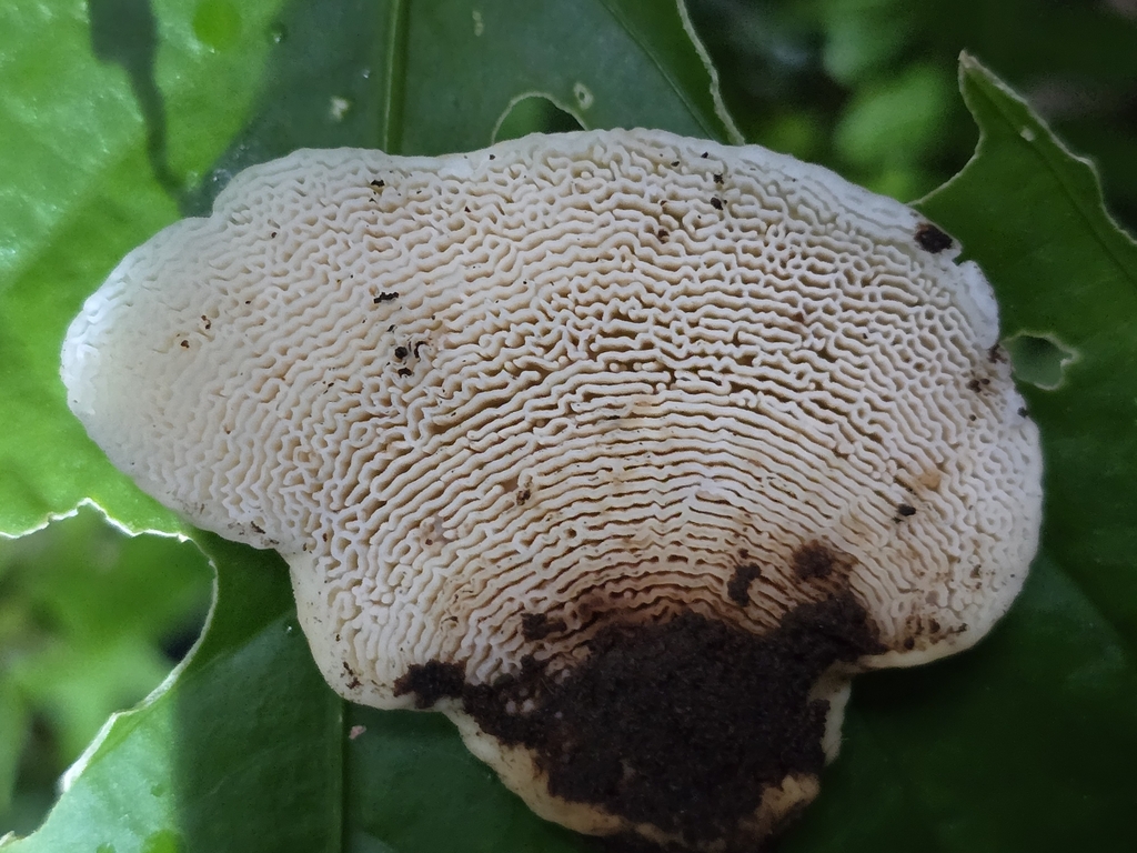 Lamelloporus americanus · March 2024 · photo: © alan_rockefeller (iNaturalist, cc-by-sa)