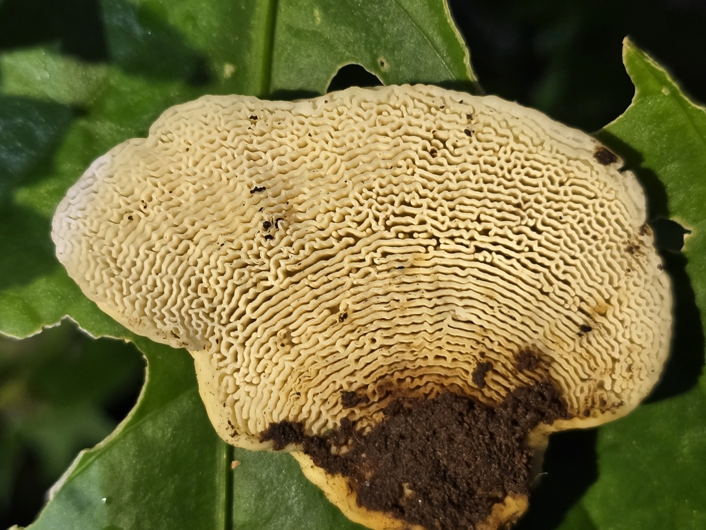 Lamelloporus americanus