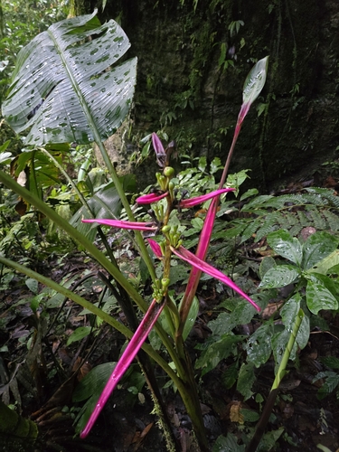 Heliconia aemygdiana, photograph 5