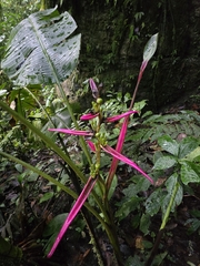 (c) Alan Rockefeller, some rights reserved (CC BY) Heliconia aemygdiana, photograph (c) Alan Rockefeller, some rights reserved (CC BY)