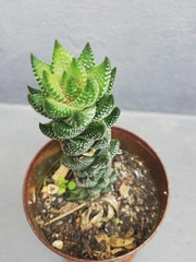 Haworthiopsis