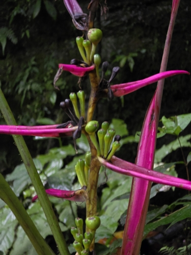Heliconia aemygdiana, photograph 6