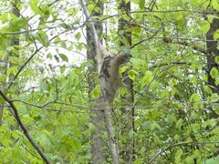 Malacosoma americana