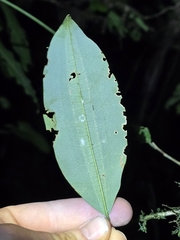 Thin-leaved Coca (Erythroxylum gracilipes)