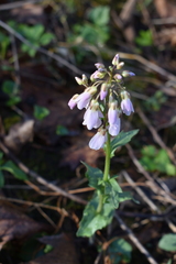 Cardamine douglassii