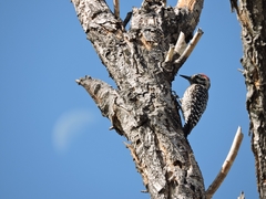 Dryobates scalaris
