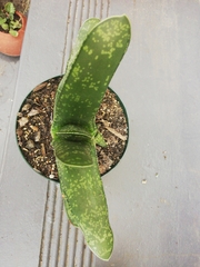 Gasteria
