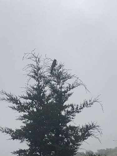 iNaturalist observation photo of California Scrub-Jay
