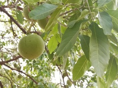 Casimiroa edulis