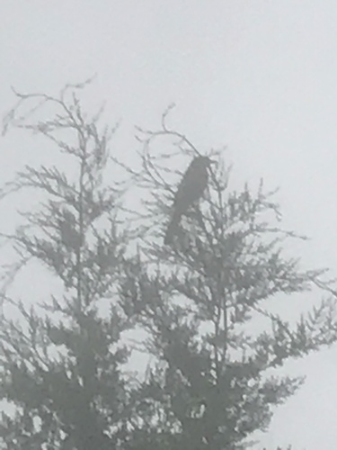 iNaturalist observation photo of California Scrub-Jay