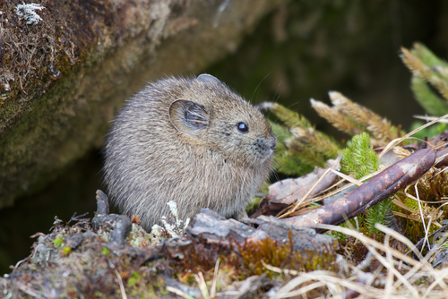 Qionglai Pika (Ochotona qionglaiensis) — Data Deficient Mammalia