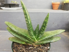 Gasteria