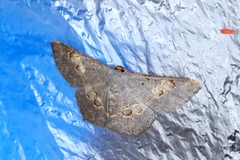Serratophyga subangulata