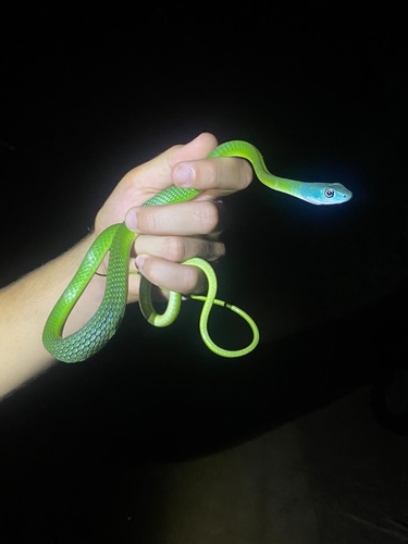 Common Bush Snake