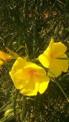 Cascabela thevetioides