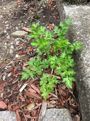 Petroselinum crispum