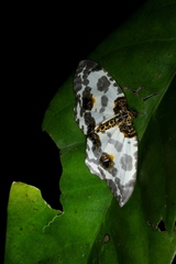 Abraxas amicula-illuminata