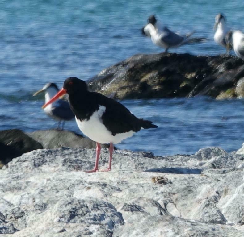 Pied Oystercatcher from Swansea TAS 7190, Australia on February 29