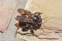 Xylocopa sonorina