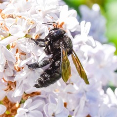 Xylocopa sonorina
