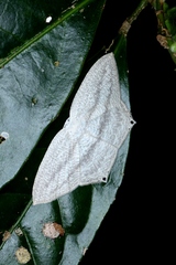 Acropteris ciniferaria