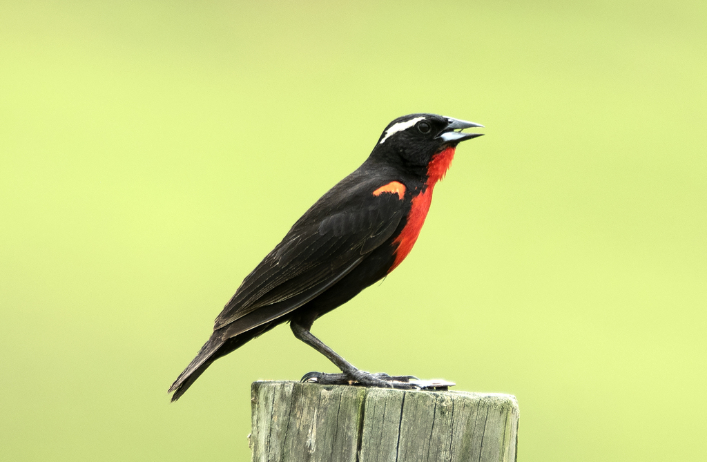 White-browed Meadowlark (Leistes superciliaris) photo