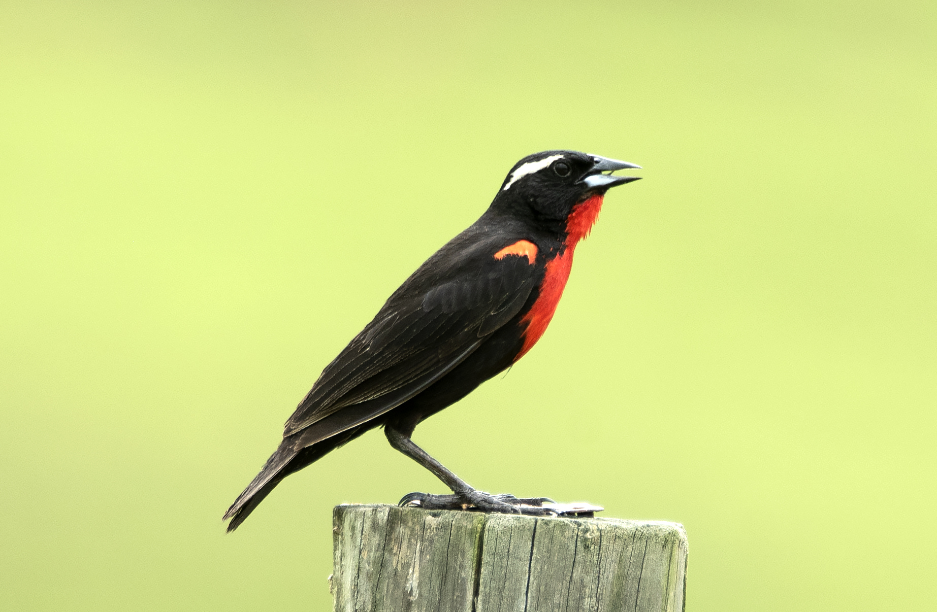 White-browed Meadowlark (Leistes superciliaris) · iNaturalist