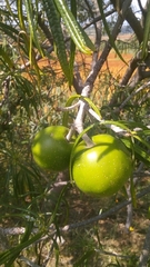 Cascabela thevetioides