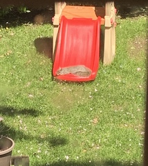 Sciurus carolinensis