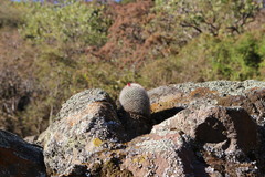 Mammillaria spinosissima spinosissima