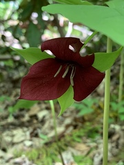 Trillium vaseyi