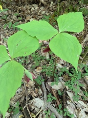 Trillium vaseyi