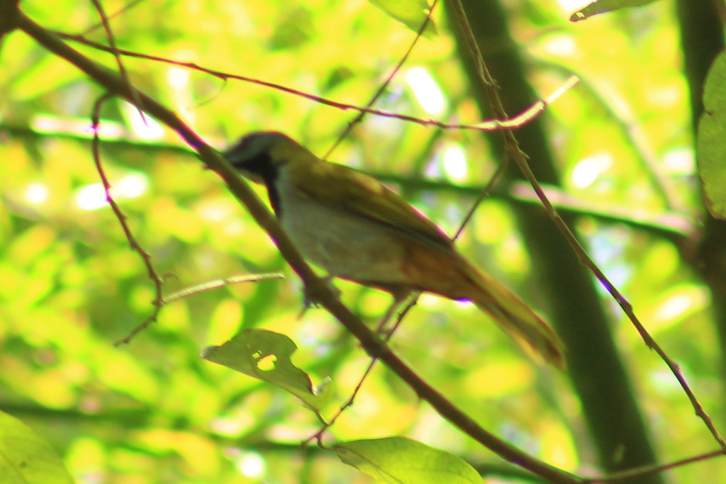 Black-headed Saltator from Ocosingo, Chis., México on March 31, 2024 at ...