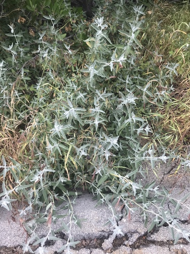 iNaturalist observation photo of purple sage