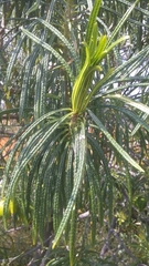 Cascabela thevetioides