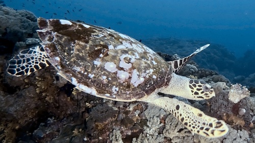 Hawksbill Sea Turtle