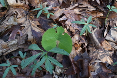 Sanguinaria canadensis