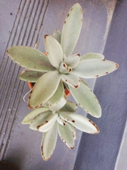 Kalanchoe tomentosa