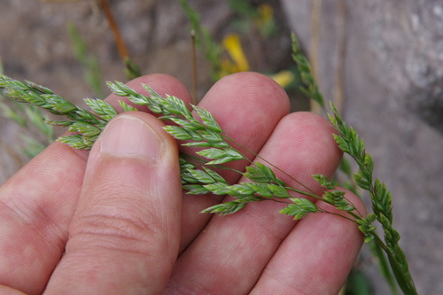 Image of Bigelow's Bluegrass (Poa bigelovii) by (c) Eric Knight, some rights reserved (CC BY)