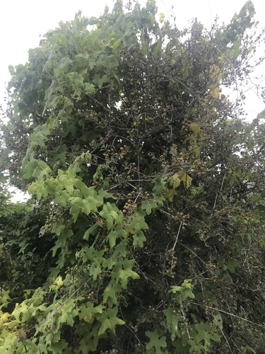 iNaturalist observation photo of Chilicothe
